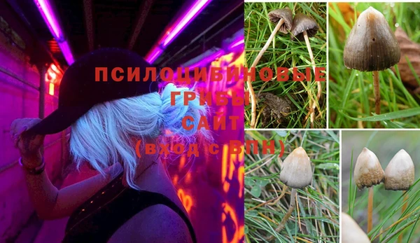 PSILOCYBIN Медногорск
